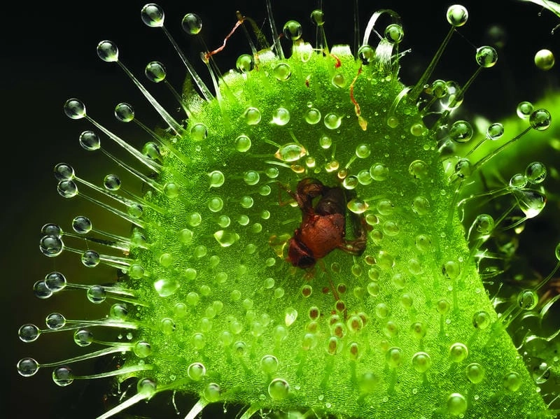 Chiêm ngưỡng vẻ đẹp ảnh macro thiên nhiên kỳ vĩ