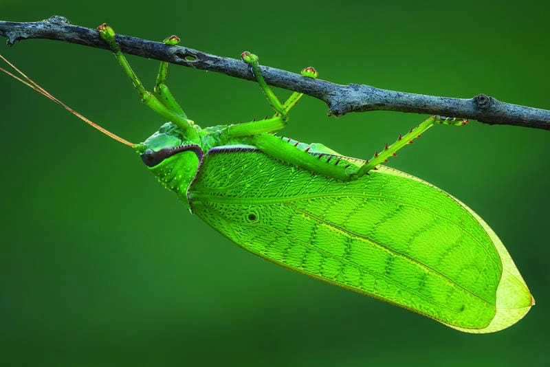 Tìm về ảnh macro thiên nhiên kỳ diệu