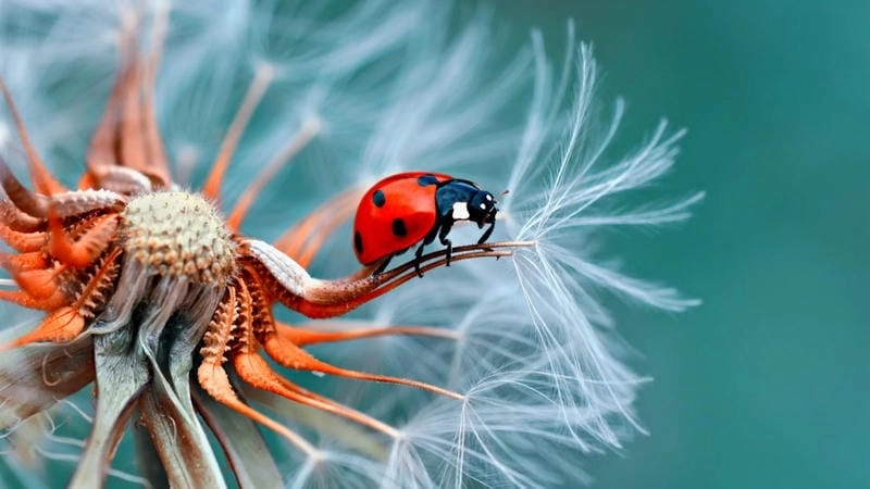 Tìm hiểu tại sao ảnh macro thiên nhiên được yêu thích
