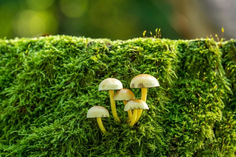 Cười sảng với ảnh macro thiên nhiên nên thơ