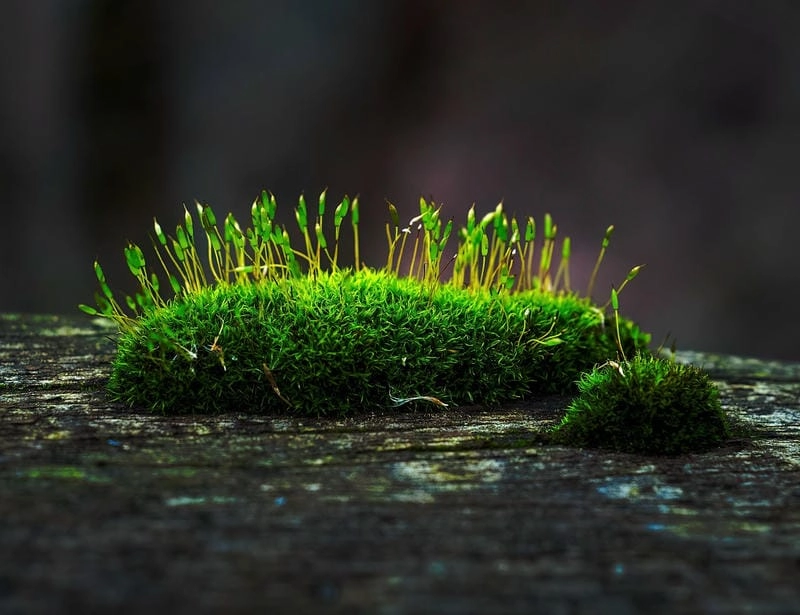 Thức dậy cùng ảnh macro thiên nhiên tuyệt mỹ