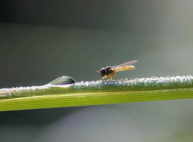 Gợi ý những bức ảnh macro thiên nhiên thơ mộng