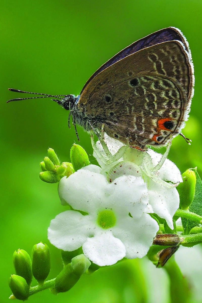 Sưu tầm những bức ảnh macro thiên nhiên hùng vĩ