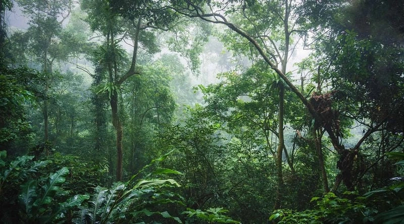 Khám phá rừng rậm nhiệt đới