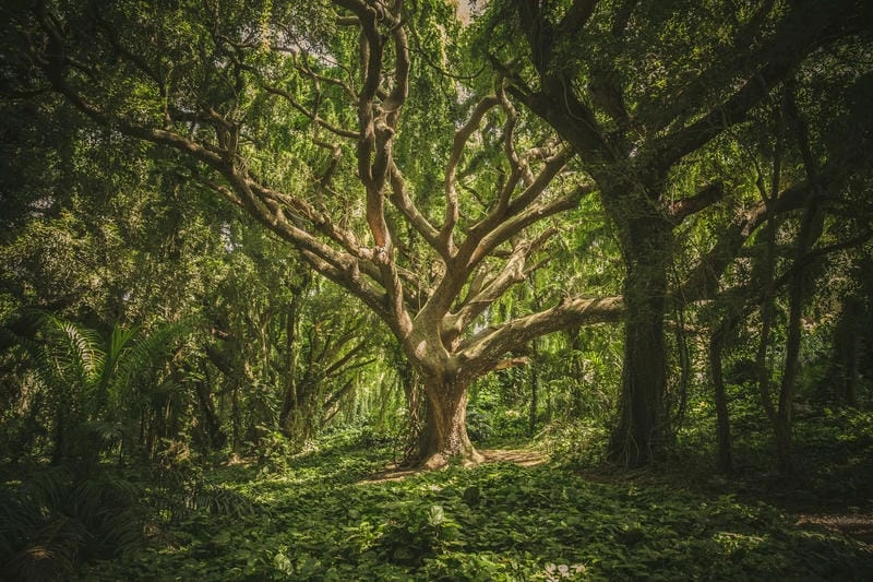 Tìm về rừng rậm thế giới