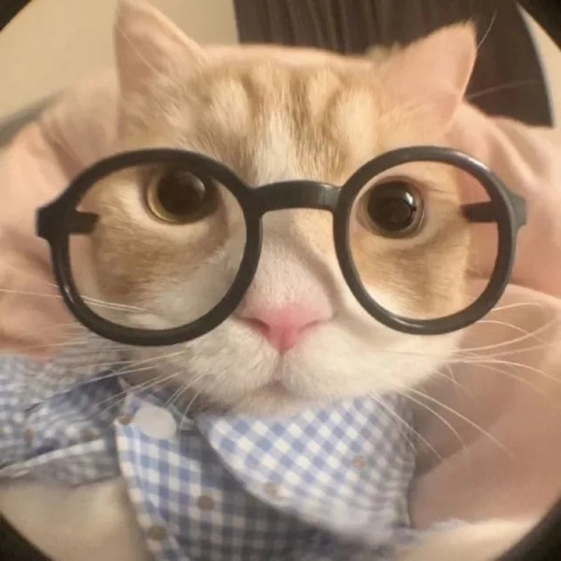 Tải ngay avatar memes độc đáo cho trang cá nhân nổi bật hơn