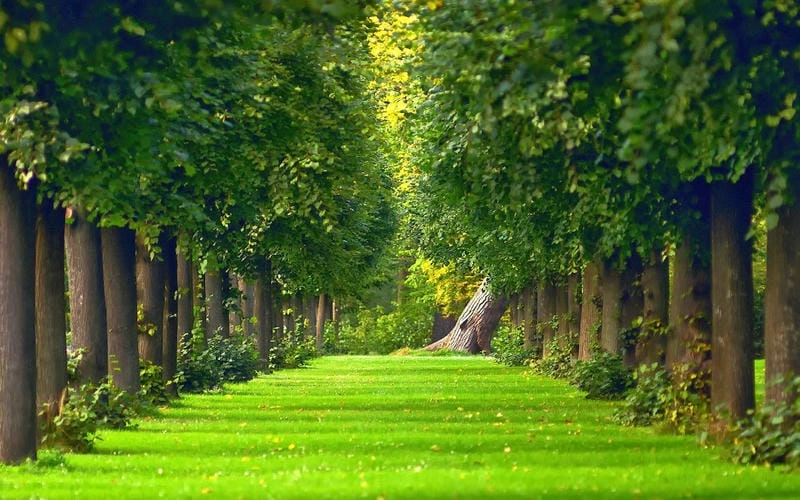 Ngắm nhìn vẻ đẹp background thiên nhiên hoang sơ