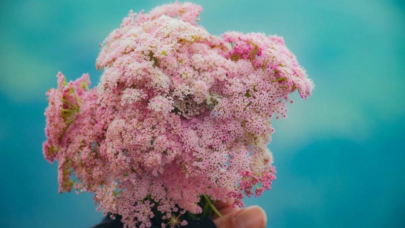 Gợi ý những bức background thiên nhiên thơ mộng
