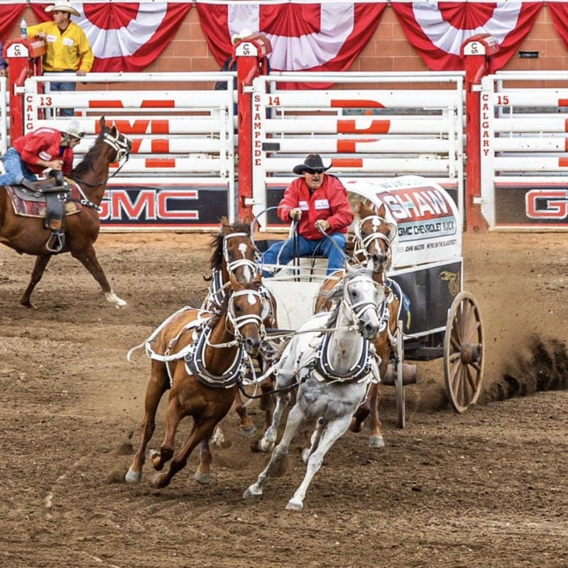 Sưu tầm những bức Calgary Stampede hấp dẫn