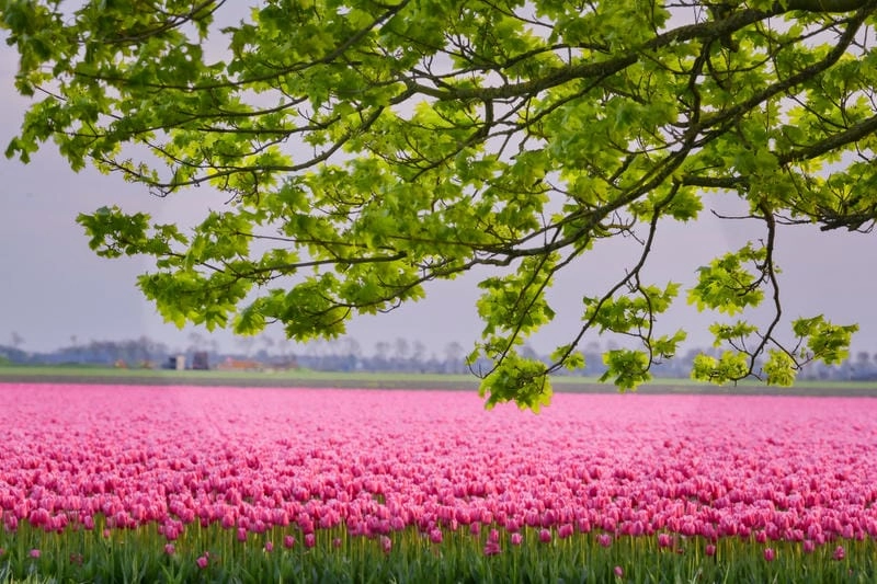 Cùng khám phá cánh đồng hoa tulip đẹp nhất