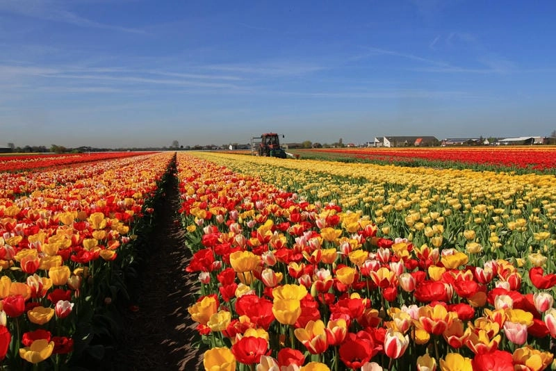 Lạc lối trong cánh đồng hoa tulip thiên nhiên