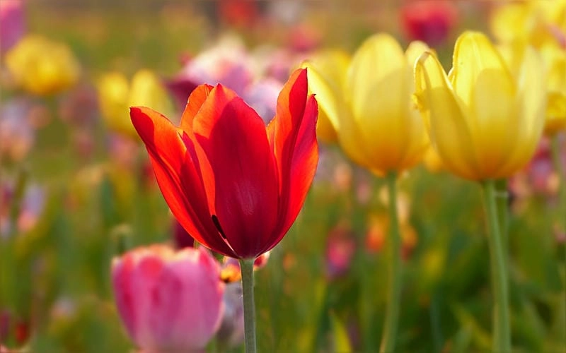 Tìm về cánh đồng hoa tulip 4k