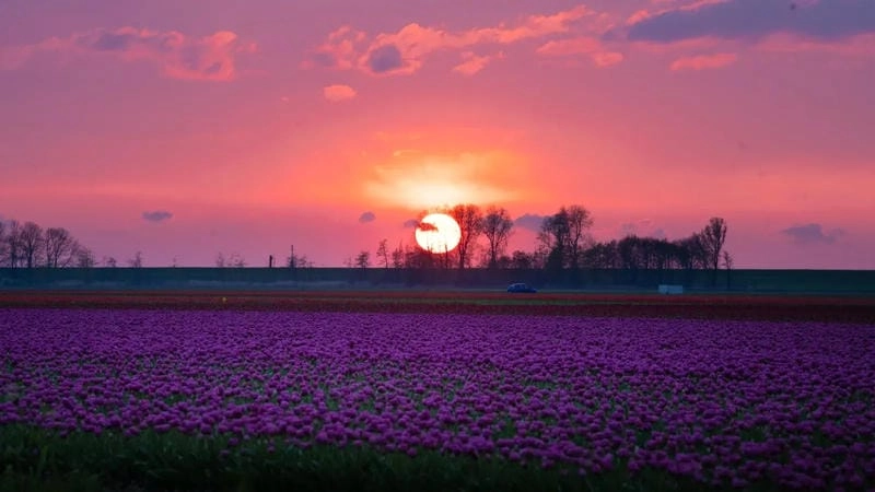 Cười sảng với cánh đồng hoa tulip huyền ảo