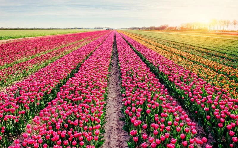Tìm hiểu tại sao cánh đồng tulip là điểm đến được yêu thích