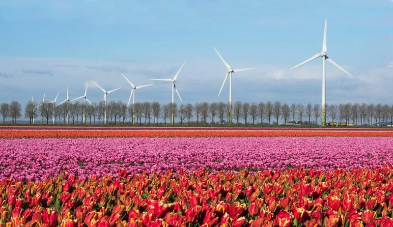 Chiêm ngưỡng vẻ đẹp cánh đồng hoa tulip rực rỡ