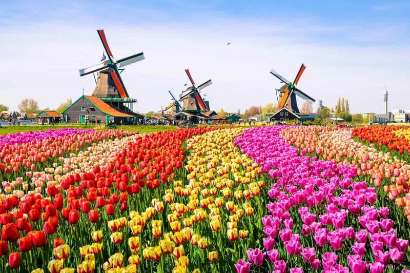 Đắm mình trong cánh đồng hoa tulip nhiều màu