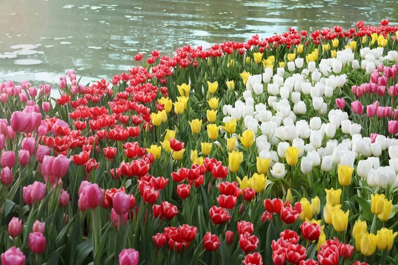 Thức dậy cùng cánh đồng hoa tulip thơ mộng