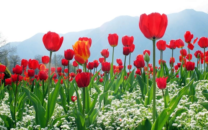 Gợi ý những bức cánh đồng hoa tulip lãng mạn