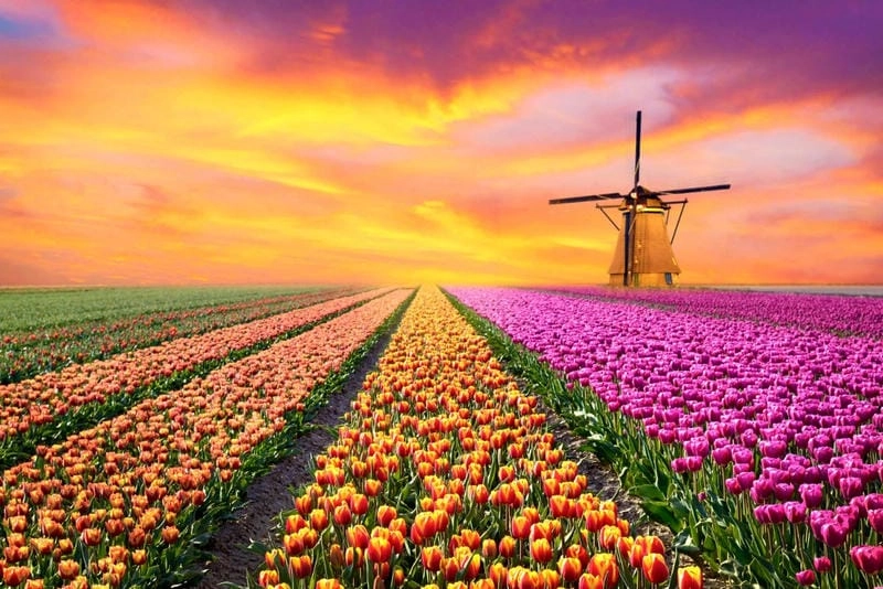 Săn những bức cánh đồng hoa tulip Hà Lan