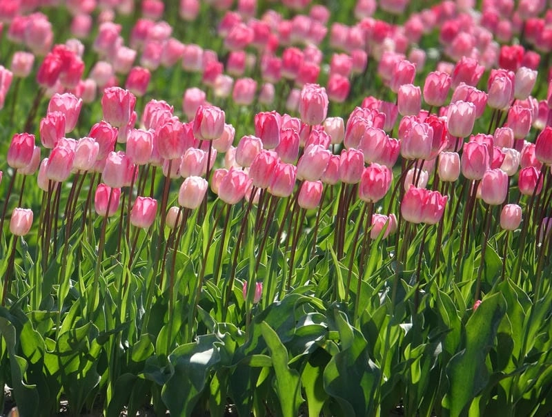 Ngắm nhìn cánh đồng hoa tulip bình yên