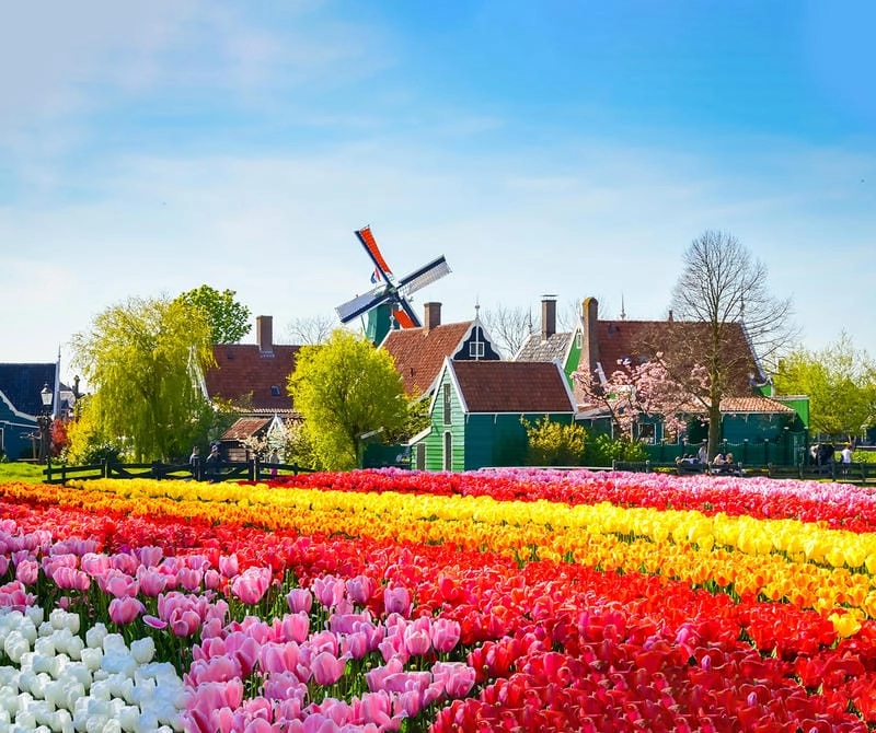 Sưu tầm những bức cánh đồng hoa tulip tuyệt đẹp