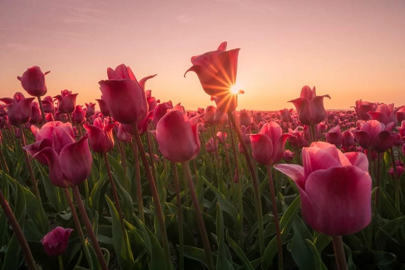 Cùng du ngoạn cánh đồng hoa tulip nổi tiếng