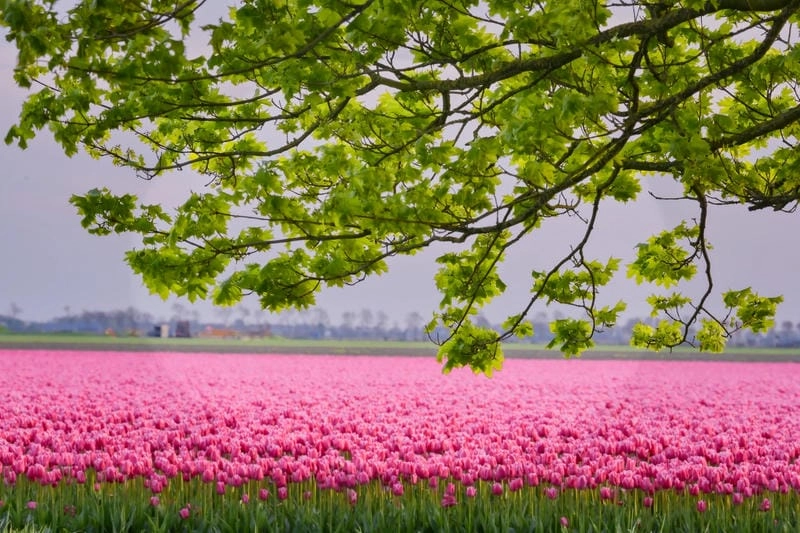 Ngắm nhìn cánh đồng hoa oải hương