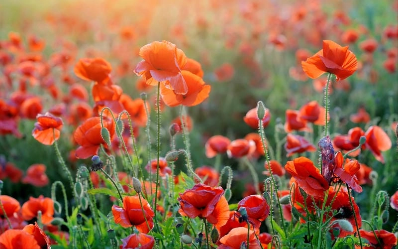 Sưu tầm những bức cánh đồng hoa tulip