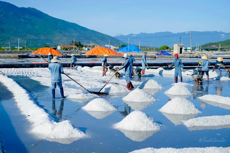 Ngắm nhìn vẻ đẹp cánh đồng muối hoang sơ
