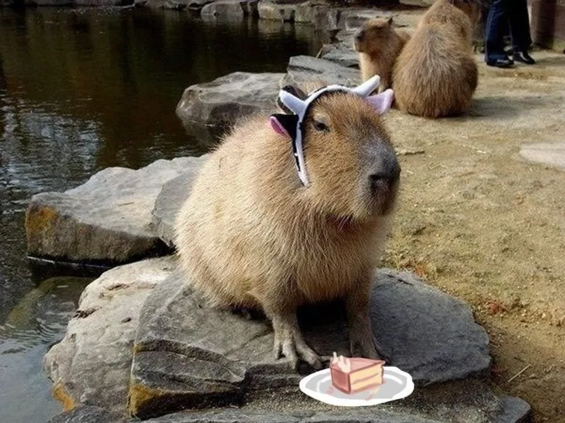 Nâng cấp màn hình với capybara wallpaper 4k meme siêu nét