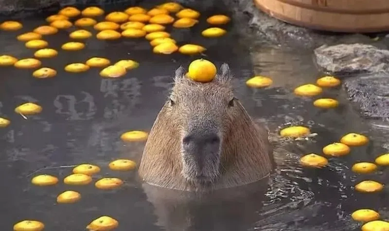 Cá tính và khác biệt cùng avatar capybara meme sáng tạo