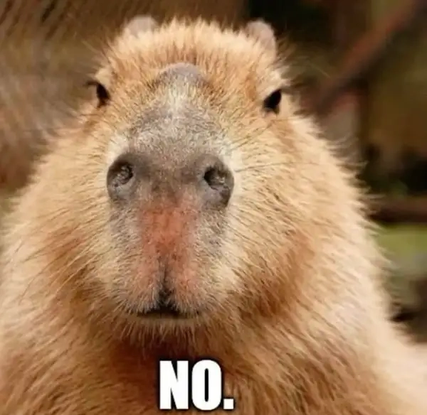 Bộ sưu tập ảnh capybara meme cute khiến bạn nhìn là muốn lưu ngay