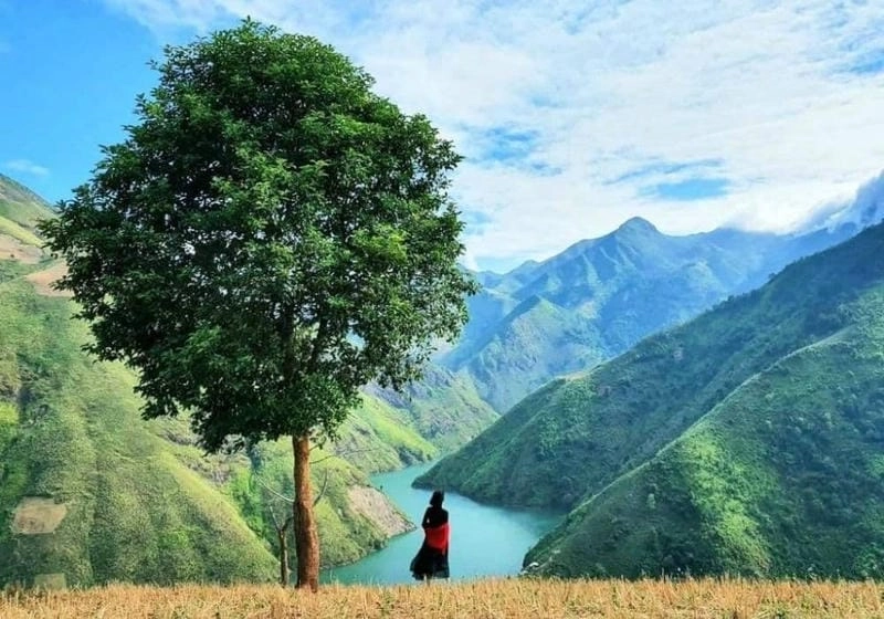 Cùng du ngoạn cây cô đơn núi rừng