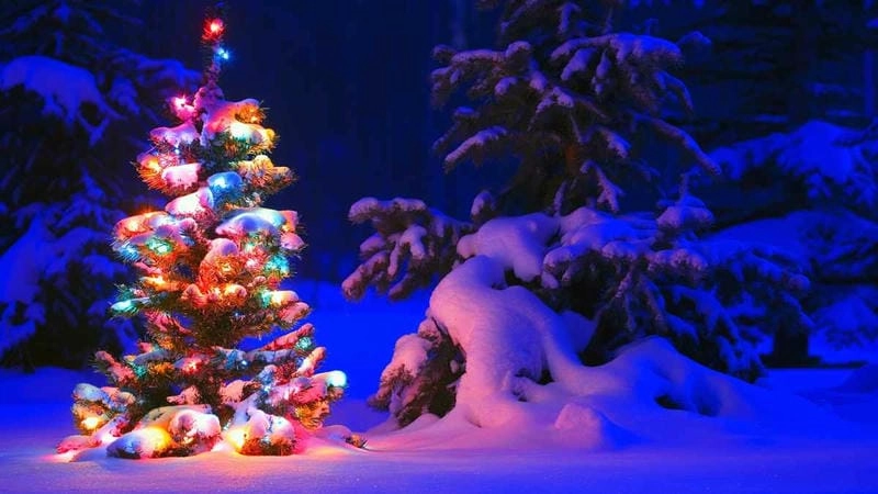 Sưu tầm những bức cây thông Noel hoành tráng