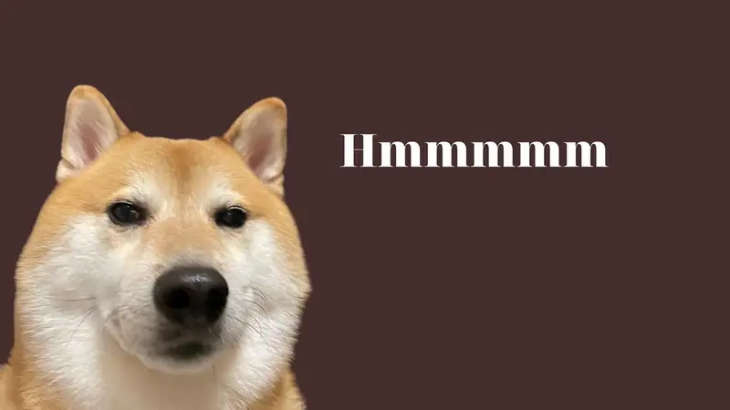 Cười xỉu với cheems memes đang hot nhất mạng xã hội
