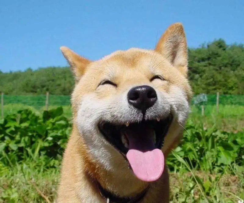 Sưu tầm ngay bộ sưu tập dog cheems meme cực hài
