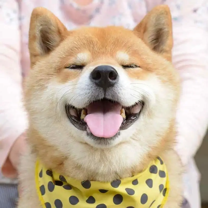 Tải về bộ cheems meme template để chế ảnh nhanh