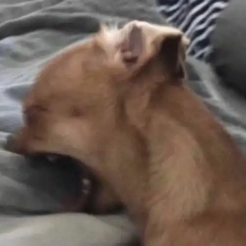 Gây bão mạng với angry happy chihuahua meme cực hot