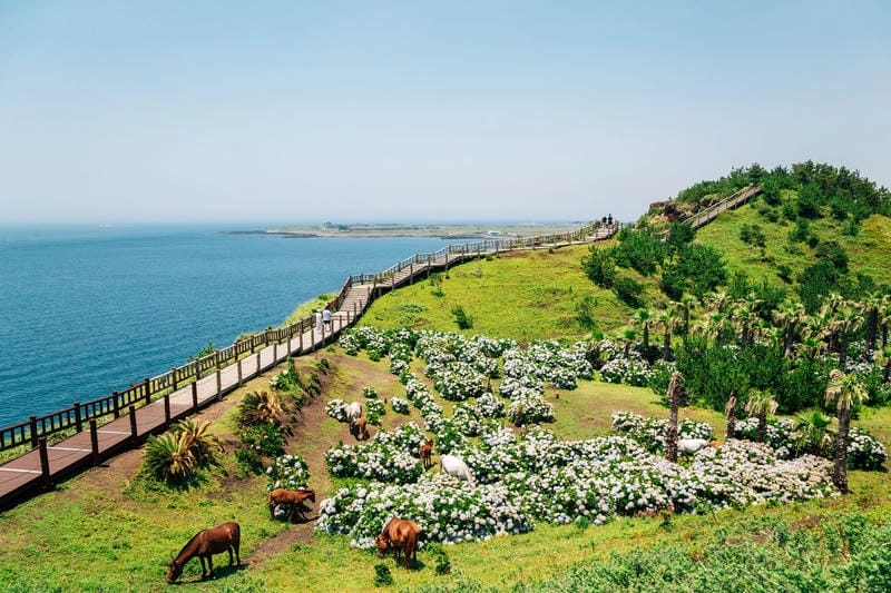 Lạc lối trong đảo Jeju mê hoặc