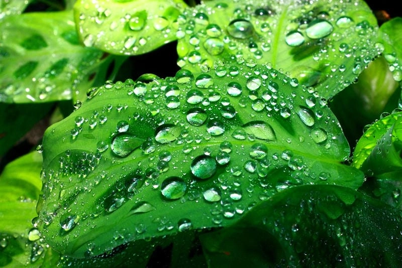 Đắm mình trong giọt sương huyền ảo