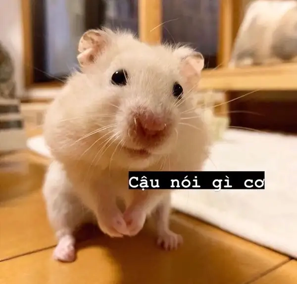 Fan cưng không thể bỏ qua cute hamster meme dễ thương