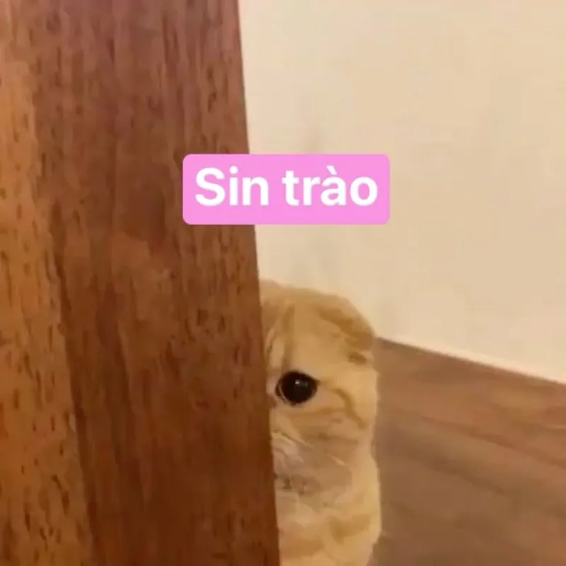 Bộ sưu tập hello meme cute đáng yêu hết nấc