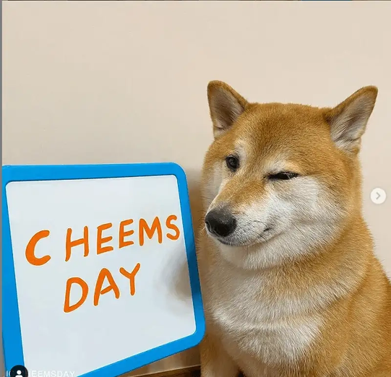Dậy sóng mạng xã hội với cheems meme dog died buồn cười