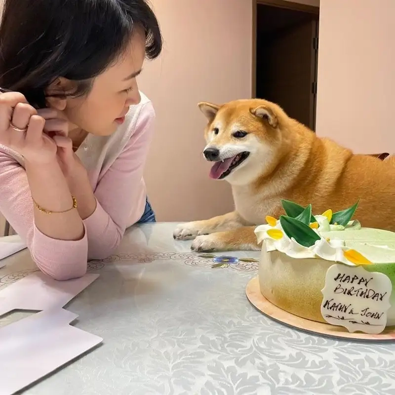 Shiba gây sốt trở lại qua shiba cheems meme cực đáng yêu