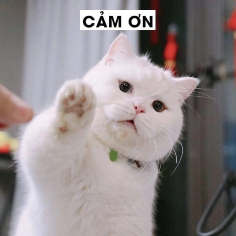 Sở hữu ngay cute avatar meme hài để thả thính bạn bè