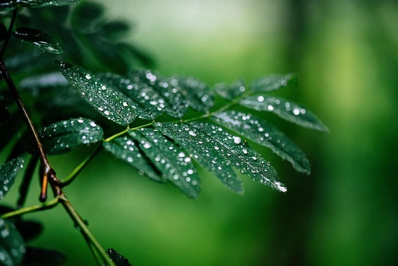 Đắm mình trong hình nền giọt nước đẹp