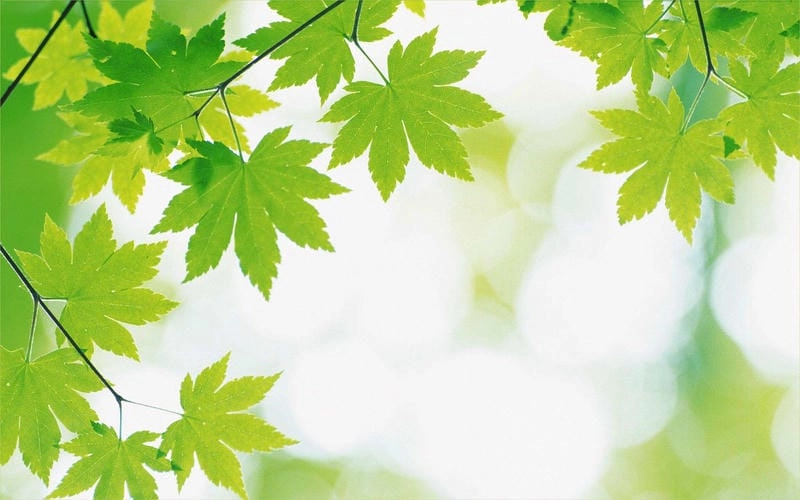 Khám phá vẻ đẹp hình nền lá cây xanh mát