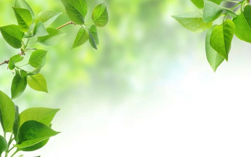 Lạc lối trong hình nền lá cây độc đáo