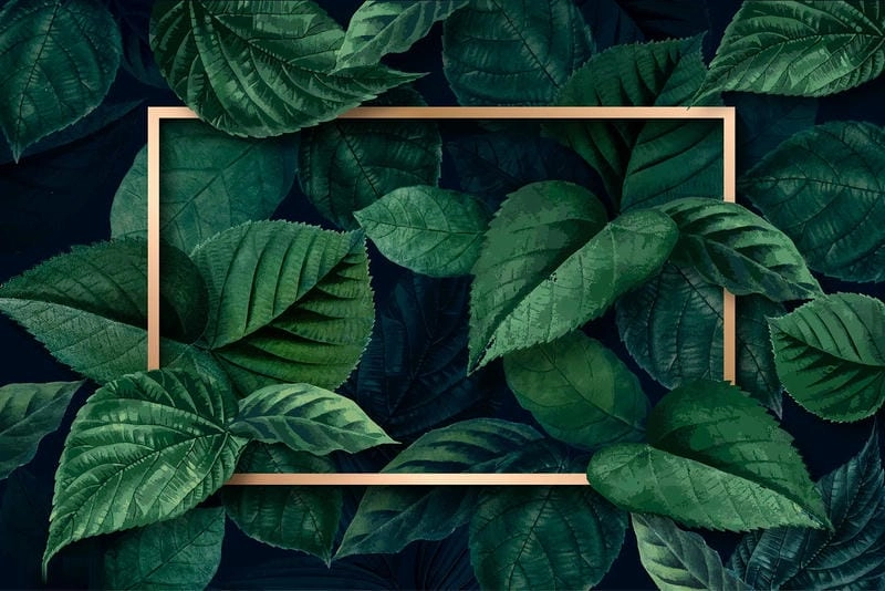 Tìm về hình nền lá cây tự nhiên