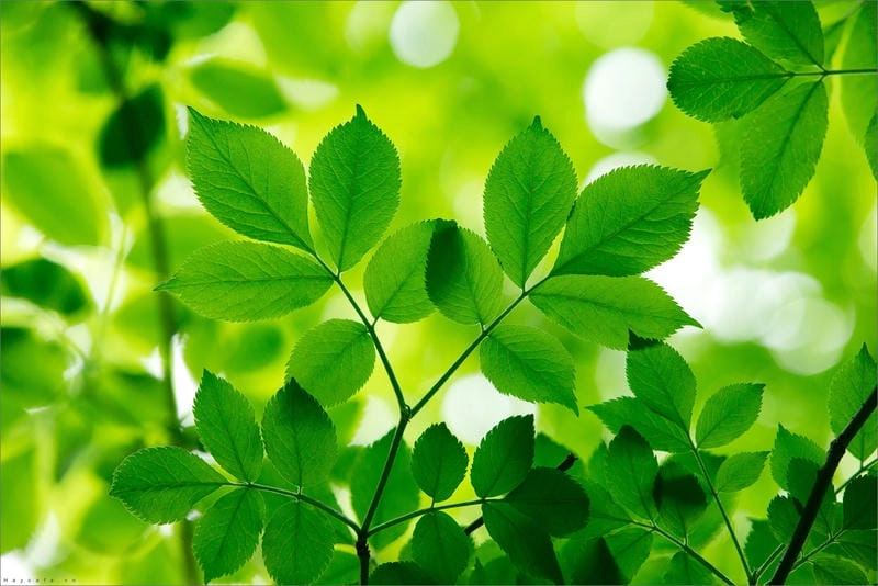 Tìm hiểu tại sao hình nền lá cây được yêu thích
